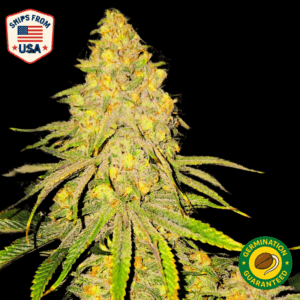 Auto Chocolate Gelato