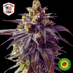 Auto Dante’s Inferno