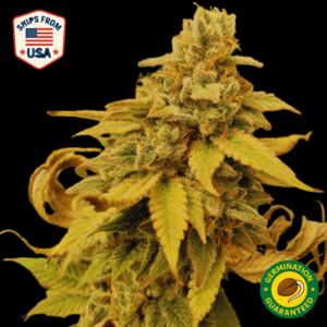 Auto Death Coast Diesel