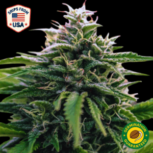 Auto Jet Fuel Gelato