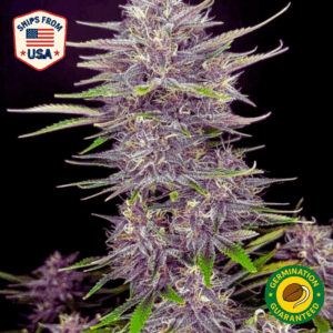 Auto Lemon Cherry Gelato