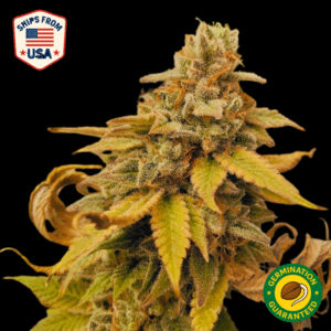 Auto Okie x Gary Payton