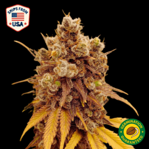 Auto Peanut Butter Breath