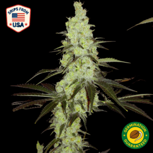 Auto Petrol Rainbows