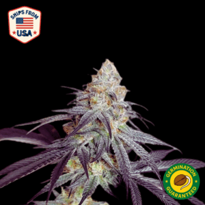 Auto Platinum Kush Breath