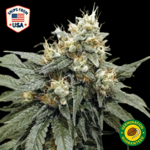 Auto Sacred Princess