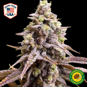 Auto Shoreline Skunk