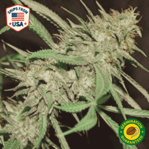 Auto Tokyo Snow x Okie