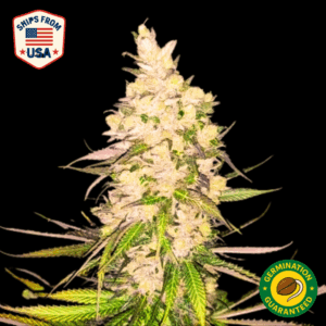 Auto Topanga Canyon OG