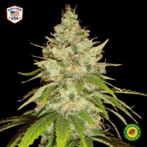 Blue Banana x Grape Gas