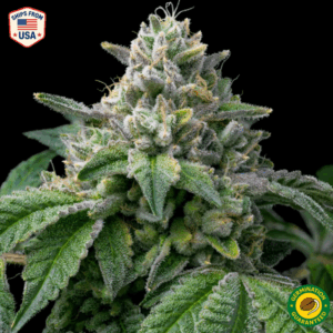 Eastside OG x Rocket Fuel