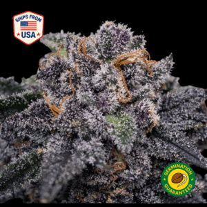 Chem Fuel Regular Seeds