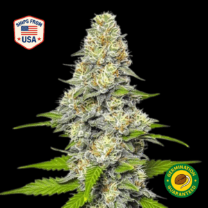 Gelato Berry Regular seeds