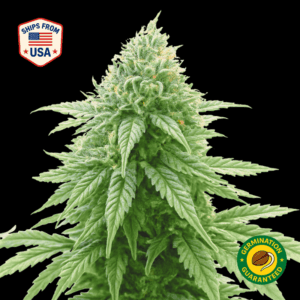 Grand Daddy Purple Regular Seeds