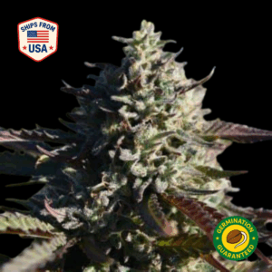 Hash Plant Regular seeds