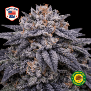 Zen Kush Regular Seeds